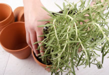 Rosmarino 740 0 078 Rosmarino